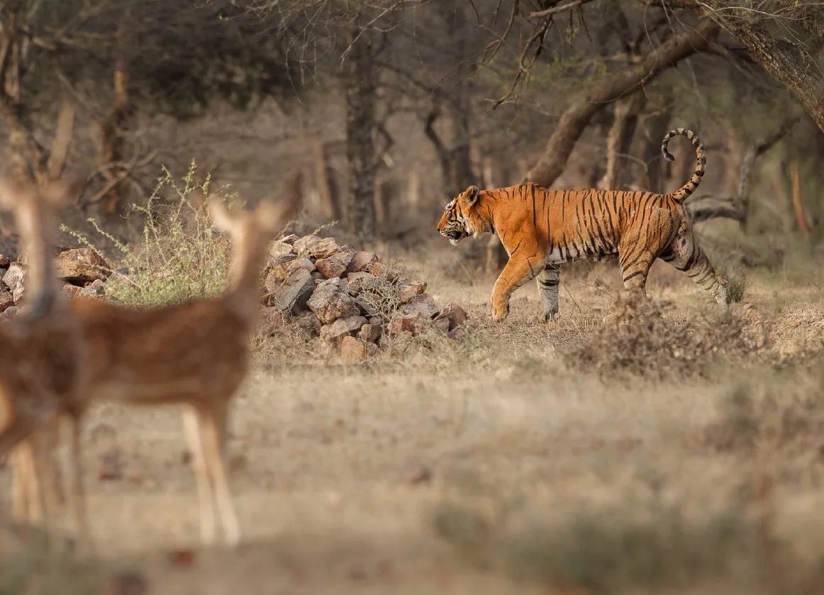 Highlight keystone species as indicators of ecosystem health and function<br />
