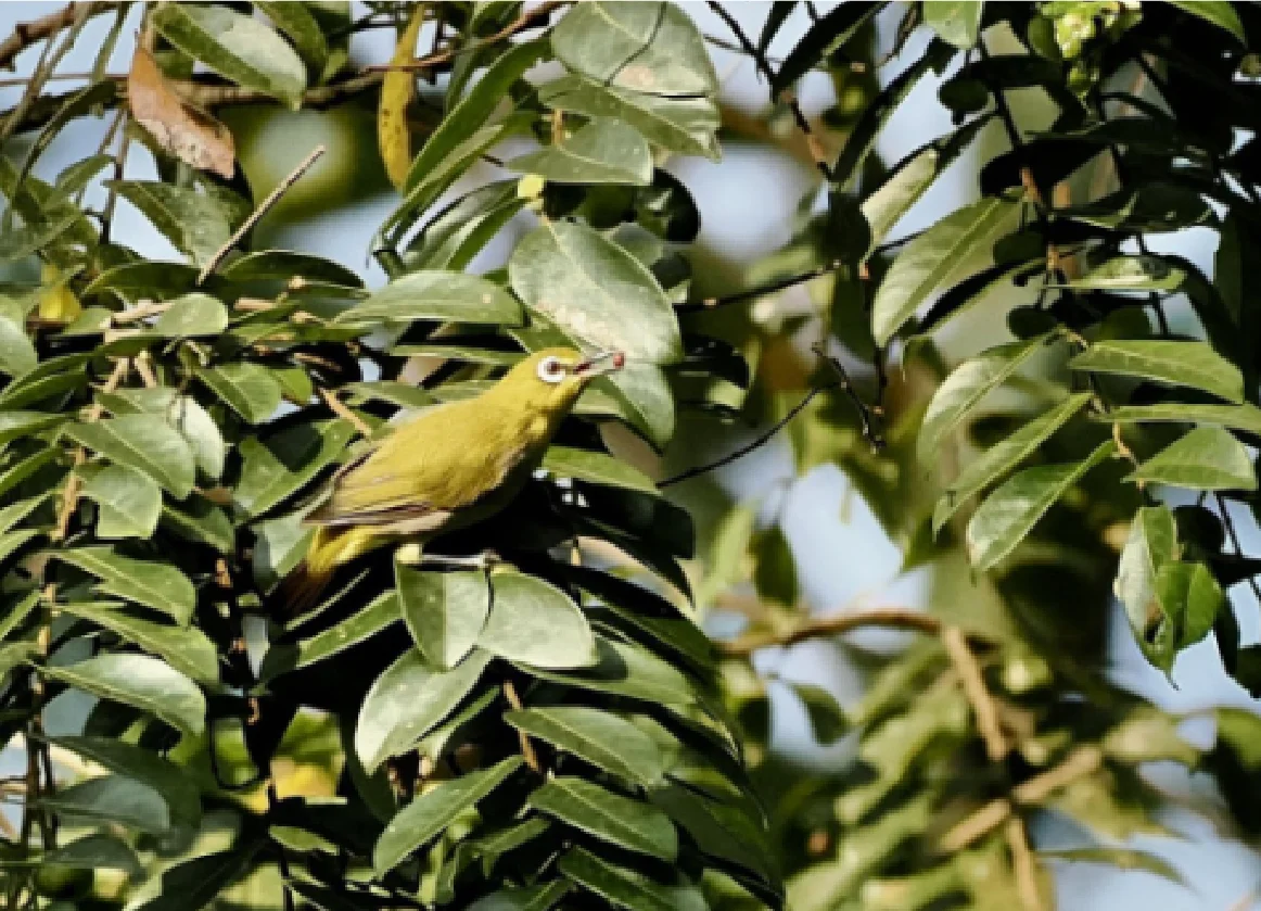 The assorted fauna found in Malaysia