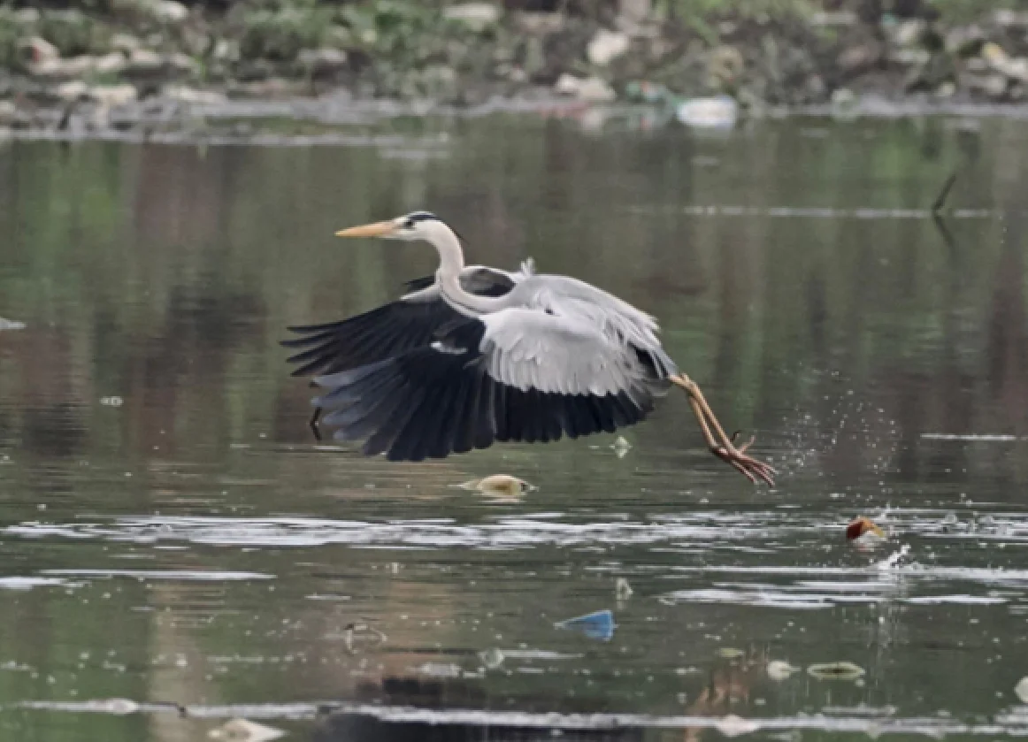 The assorted fauna found in Malaysia