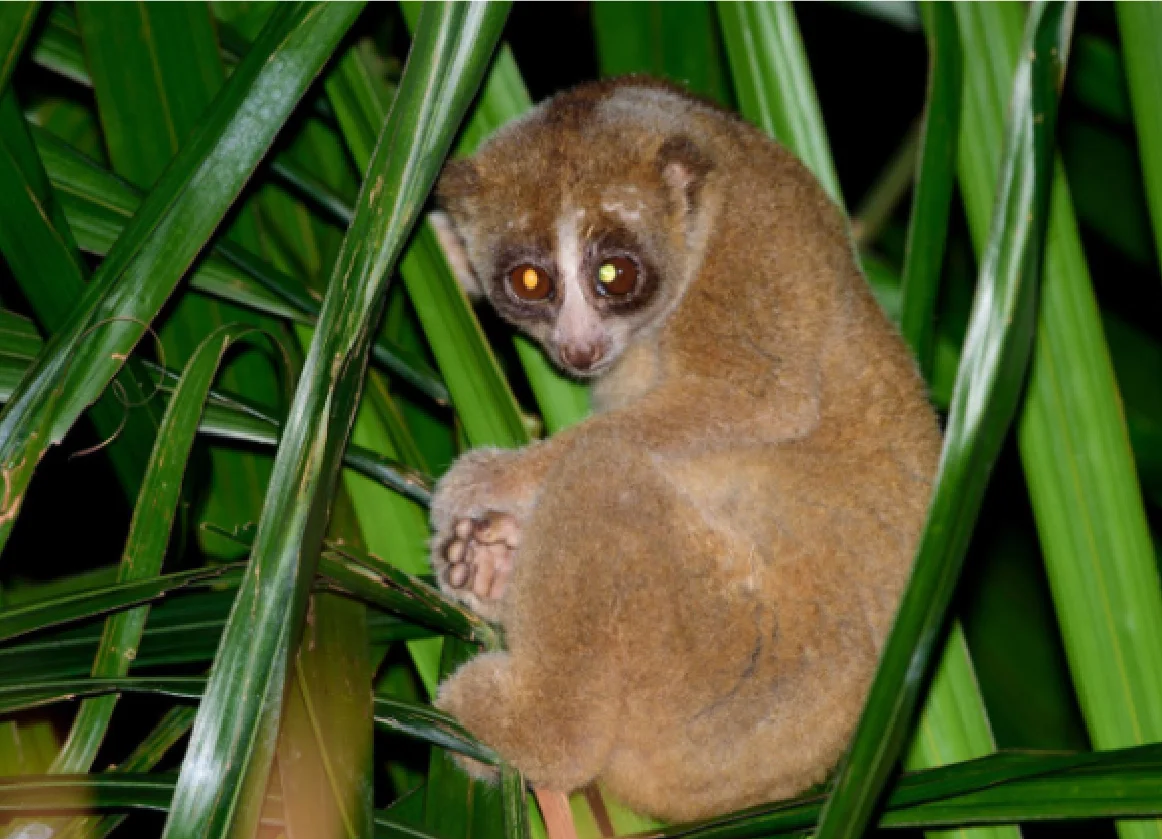 The assorted fauna found in Malaysia